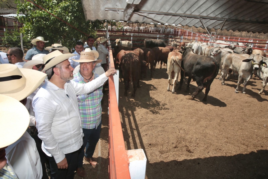 Bedolla refrenda su compromiso para potenciar la ganadería michoacana