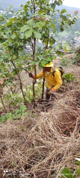 Gobierno del Bien ahorrará 3 millones de pesos con el programa de restauración y forestación focalizada
