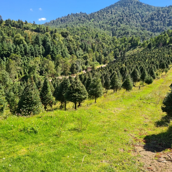 Anuncia Cofom puntos de venta de árboles de Navidad 2022 en Michoacán