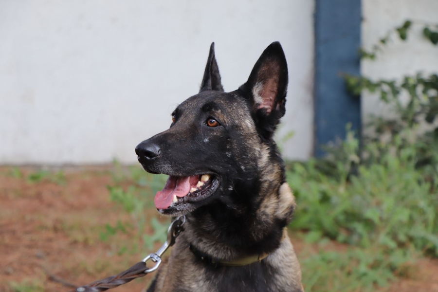IEESSPP inicia la formación de perros policías para detección de drogas, armas y localización de personas