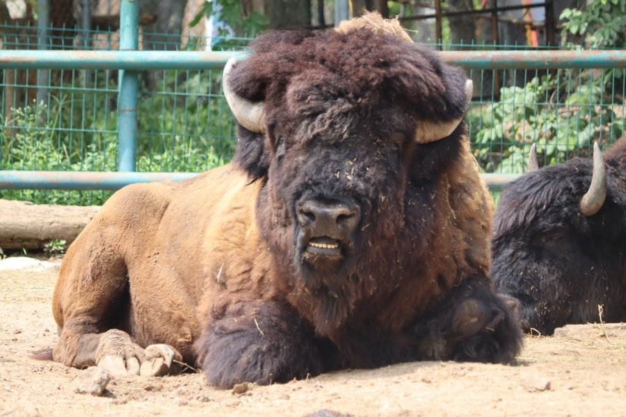 Zoo de Morelia cumple 53 años de contribuir a la preservación de especies