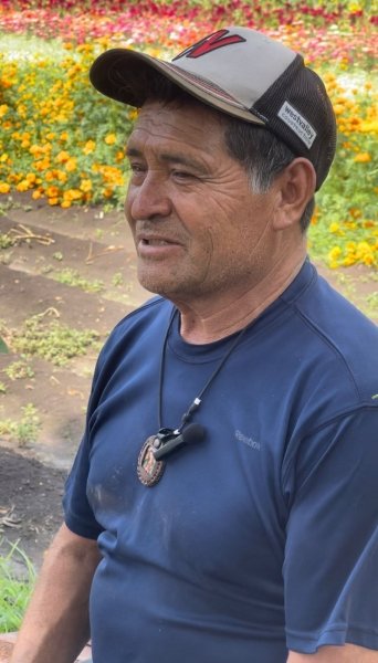 Flor de cempasúchil, símbolo vital de Noche de Muertos