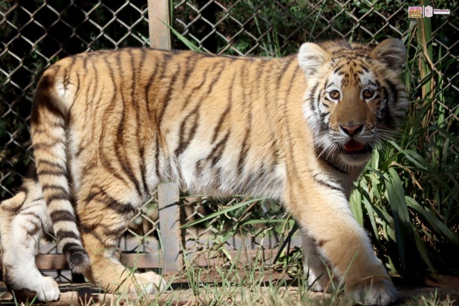 Cuida ZooMorelia salud de crías de felinos asegurados en Tanhuato