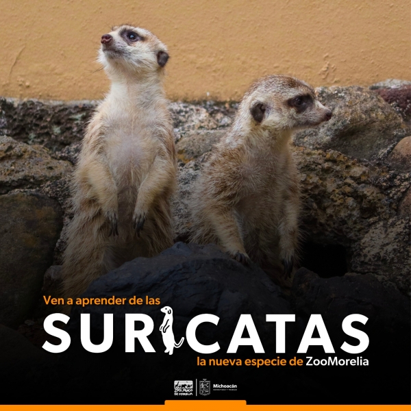 Suricatas, los nuevos huéspedes del Zoo de Morelia
