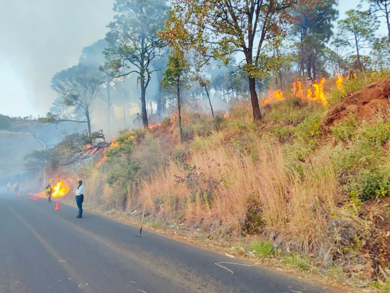 Realizan quema controlada para prevenir incendios en carretera Uruapan-Zirimícuaro