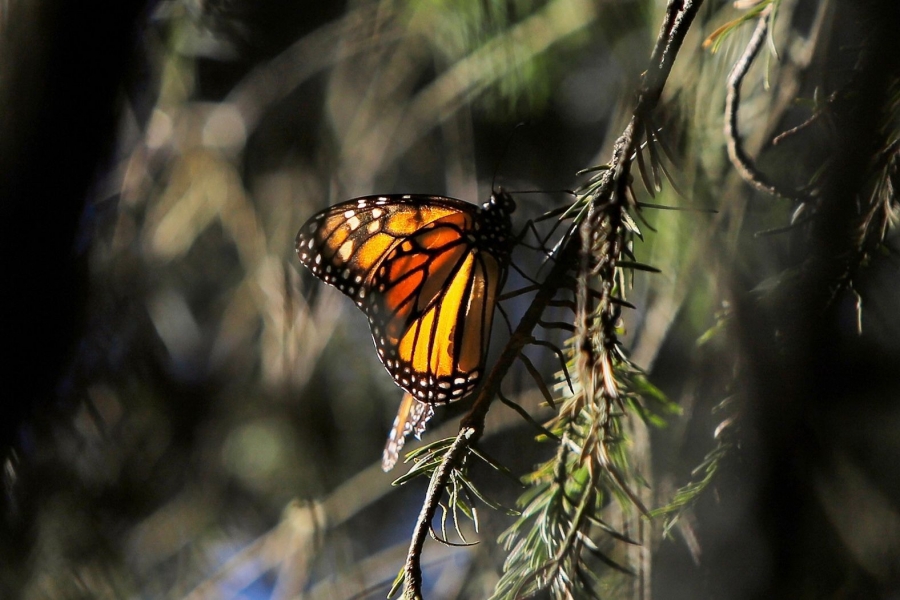 Visita la Mariposa Monarca antes de que emprenda el vuelo de regreso