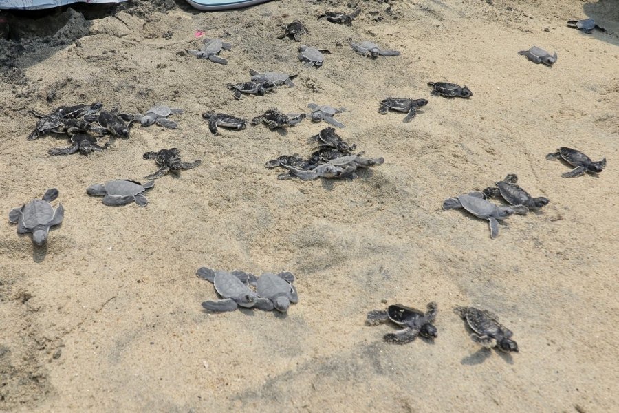 Campamentos tortugueros serán respaldados por Gobierno de Michoacán: Bedolla